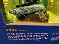 -正佳自然科学博物馆