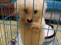 -翊宠yipet猫狗购宠庄园犬舍•猫舍