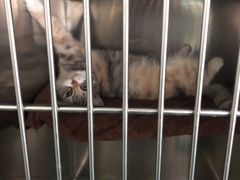 -宠颐生猫科·内科皮肤科(西平世纪城店)