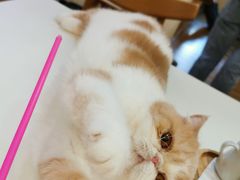 -滚猫咖啡·猫咖·猫友好撸猫(未来城店)