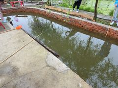 -同銮特种养殖场·龙虾垂钓