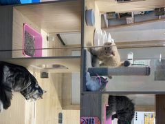 -屋虎猫馆(宝安大仟里店)