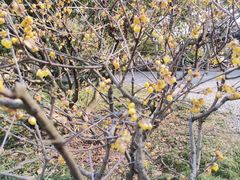-无锡梅园公园