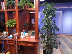 -东晨宝格丽品质造型