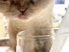 -喵园·猫主题咖啡厅·撸猫·猫咖(国贸店)