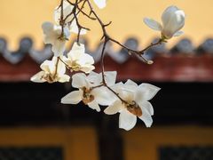 -龙华寺