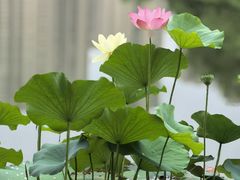 -木塔寺遗址生态公园