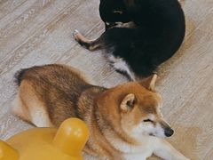 -南京Hallo宠物乐园·哈罗犬舍·柴犬繁育基地