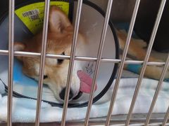 -芭比堂宠物医院·全科爱猫医院·仁德分院
