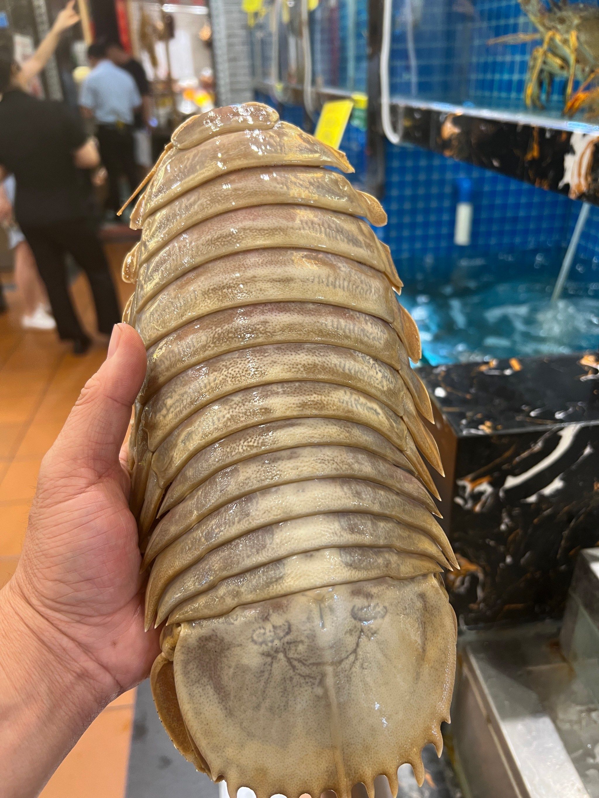 大王剧毒虫