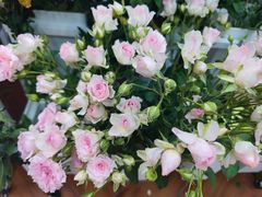 -循礼门鲜花花市(武汉循礼门店)