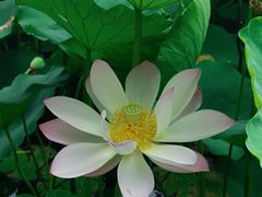 -莲花池公园