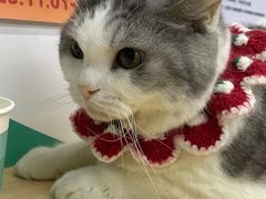 -瑞派动物医院·猫专科·至诚(江南中分院)