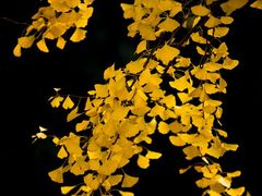 -上海市龙华烈士陵园