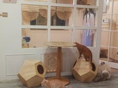 -楼上猫咖(罗湖店)