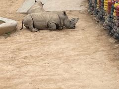-西霞口神雕山野生动物世界
