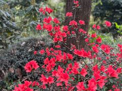 -上海佘山国家森林公园天马山园