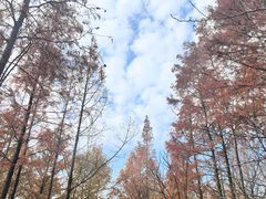 -长广溪湿地公园