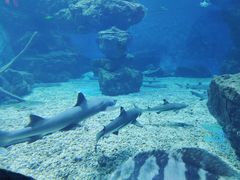 -多彩贵州城极地海洋世界