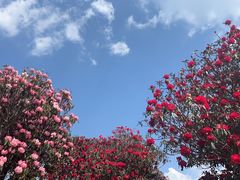 -贵州百里杜鹃风景名胜区