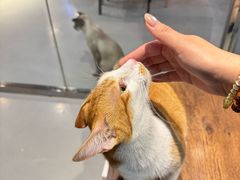 -豆逗聊愈猫阁Easy Life