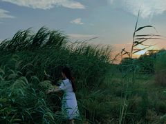 -合肥滨湖国家森林公园