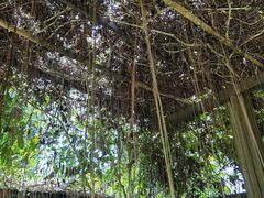 -中国科学院西双版纳热带植物园