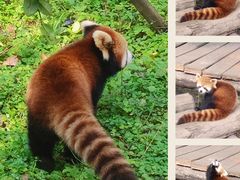 -都江堰中华大熊猫苑