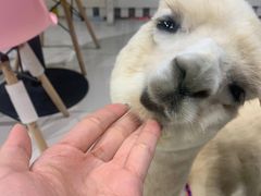-RU DUCK柯尔鸭公社·撸鸭俱乐部·羊驼·小香猪