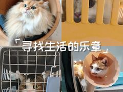 -伟伟宠物医院·CT影像中心·瑞派犬猫综合性门诊(汉口总院)