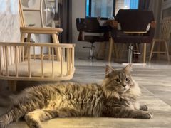 -楼上猫咖(罗湖店)