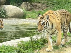 -泉州海丝野生动物世界