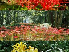 -杭州植物园