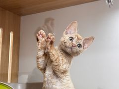 -青奢宠物·青奢猫舍