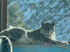 -青藏高原野生动物园