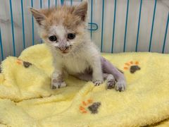 -萌兽医馆·宠物医院·猫骨科(创景店)