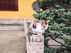 -西园戒幢律寺