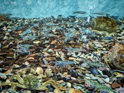 -钓虾工场·钓虾·赶海(回龙观店)