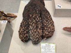 -北京中医药大学-中医药博物馆