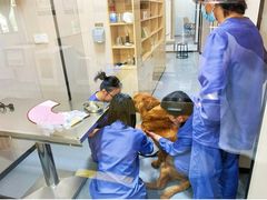 -半岛宠物医院24小时(西派城店)