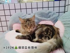 -十年猫舍·猫咪专门店(普陀店)
