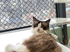 -怪兽屋·羊驼·猫咖·狗咖(俊华广场店)