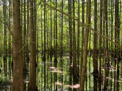 -桤木河湿地公园