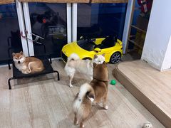 -南京Hallo宠物乐园·哈罗犬舍·柴犬繁育基地