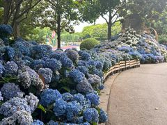 -上海鲜花港