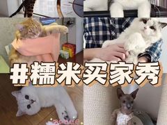-糯米喵星人总部直营旗舰店·猫舍·幼猫出售