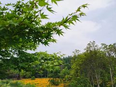 -昆山城市生态森林公园