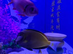 -烟台海昌鲸鲨海洋公园
