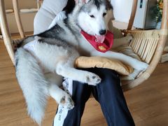 -Husky Go! 哈士奇体验馆·宠物咖啡厅狗咖