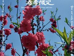 -南汇桃花村